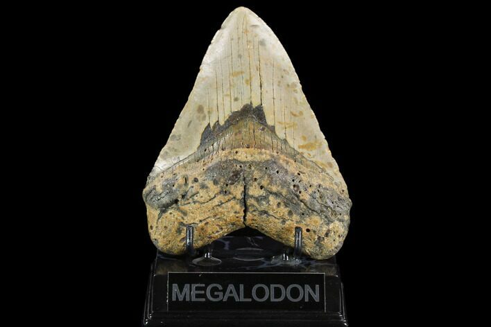Fossil Megalodon Tooth - North Carolina #124423